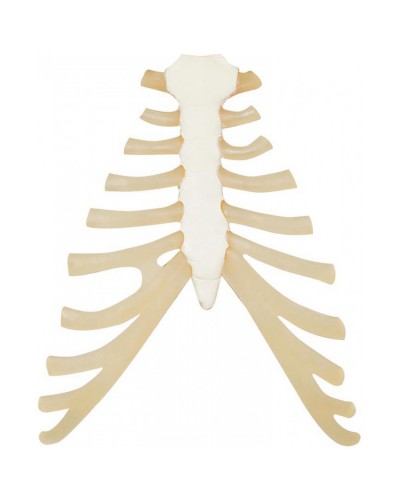 Sternum with rib cartilage